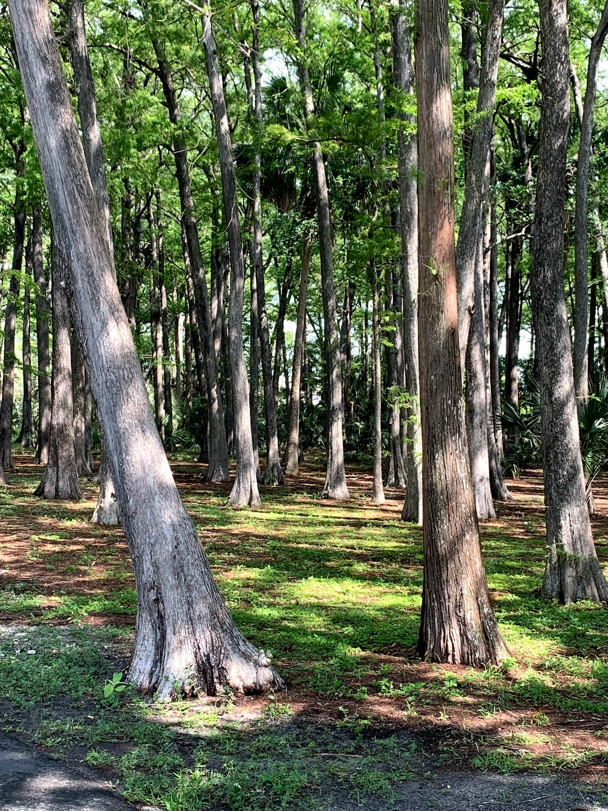Easterlin Park Broward County Park