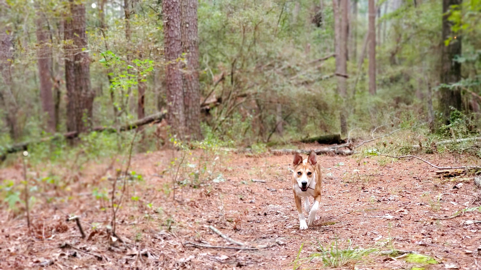 Lake D’Arbonne State Park