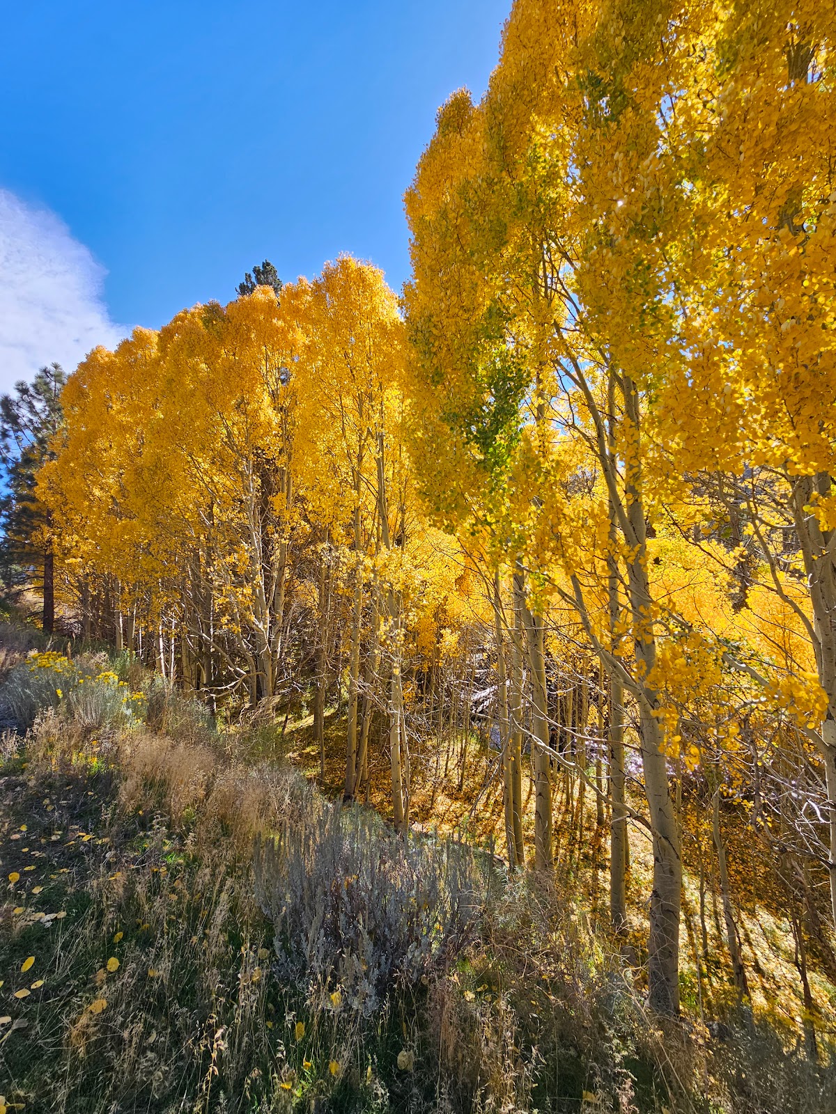 Hartley Springs Campground