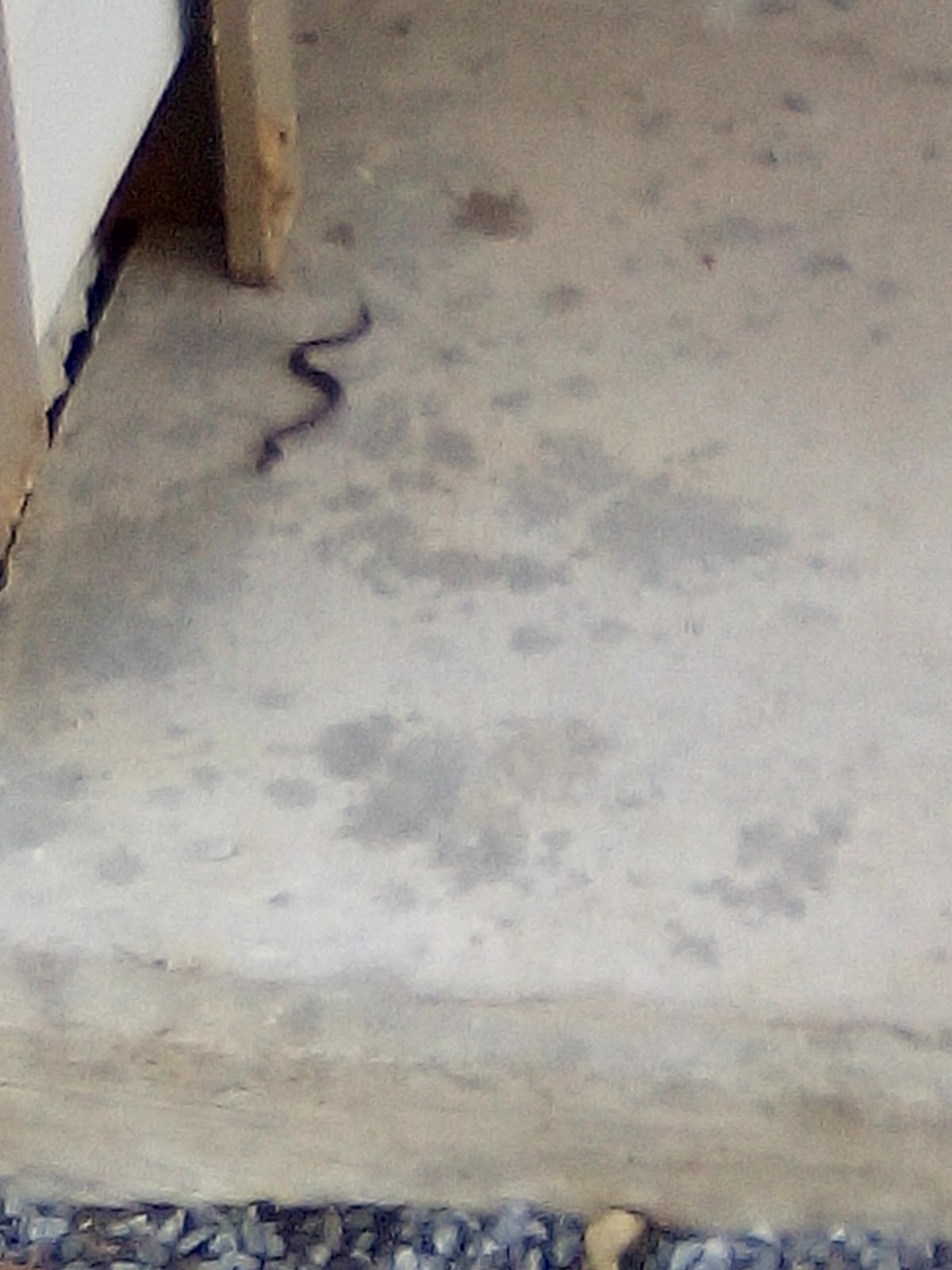 Camel Lake NF Campground