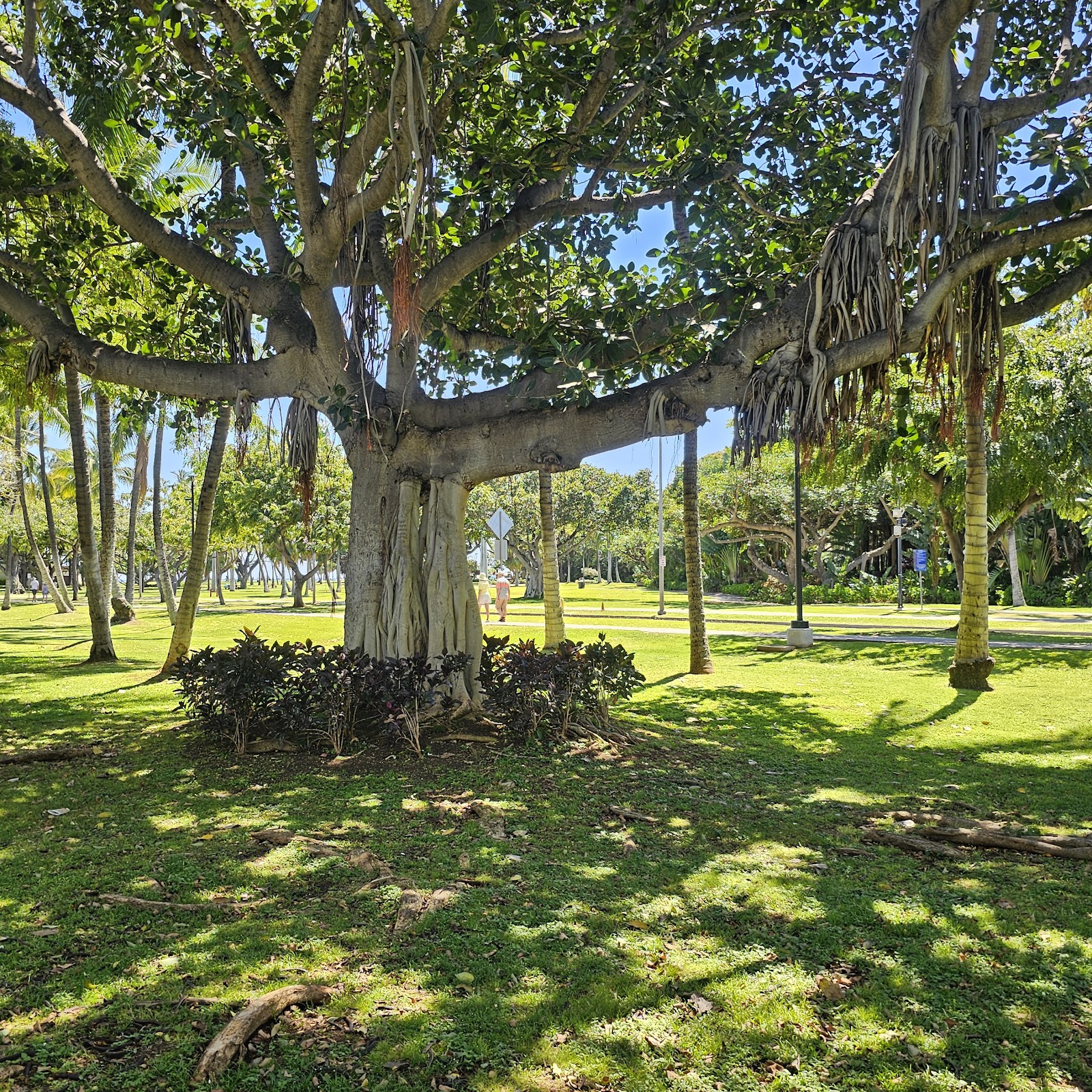 King Kalakaua Park