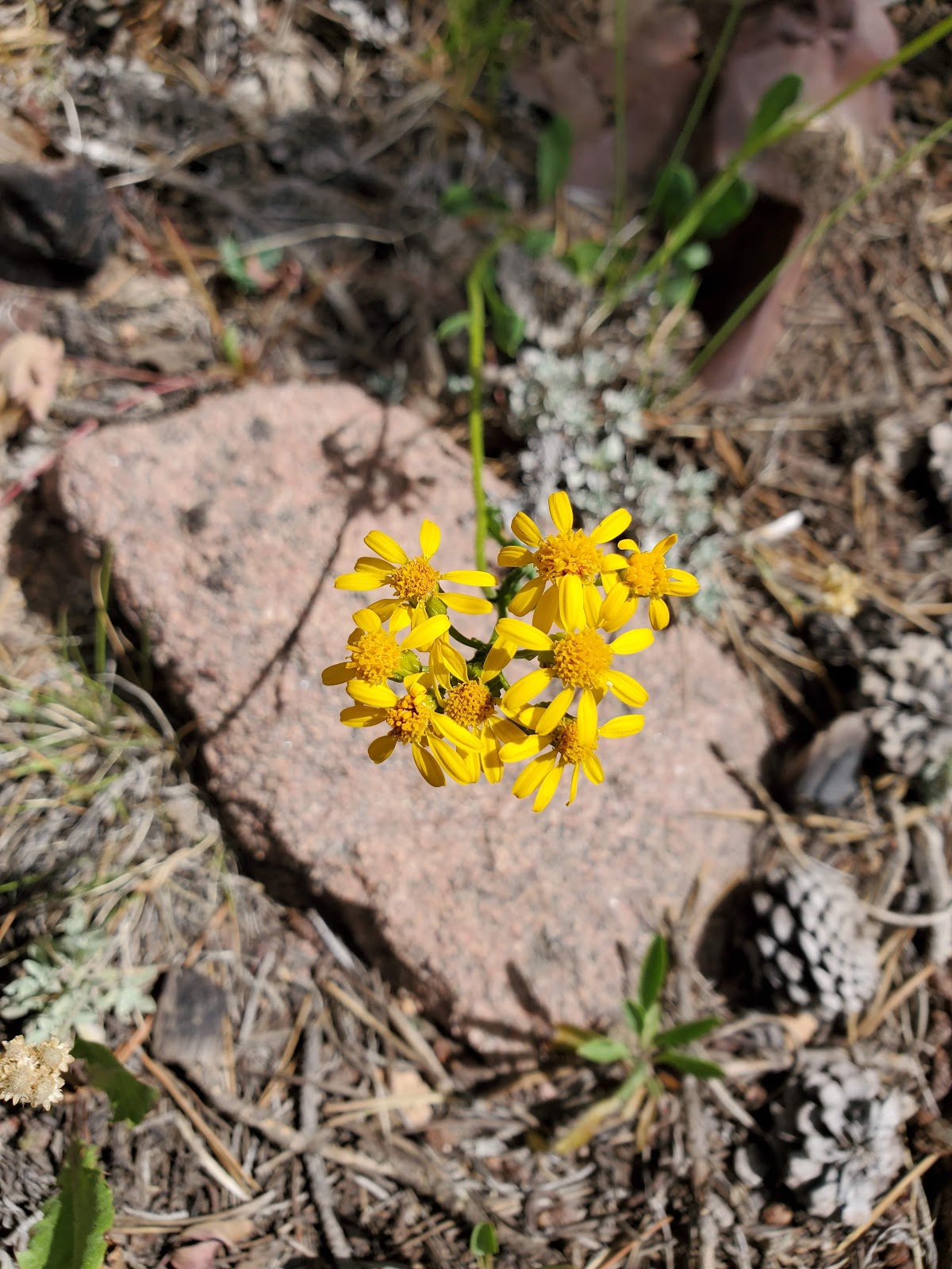 Tie Flume Campground