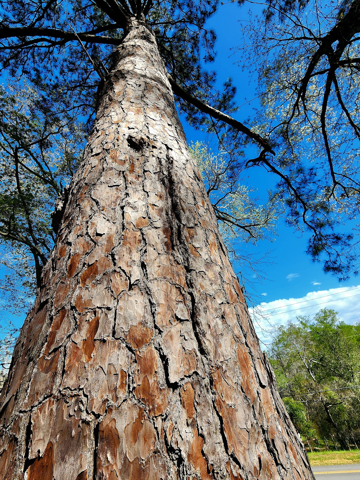 Gum Springs NF Campground