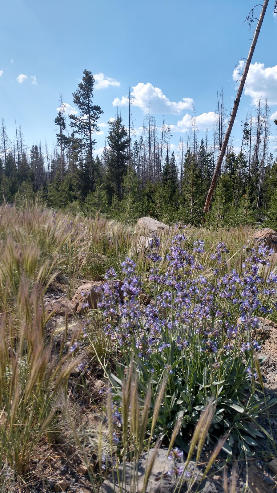 Dead Horse Lake Campground