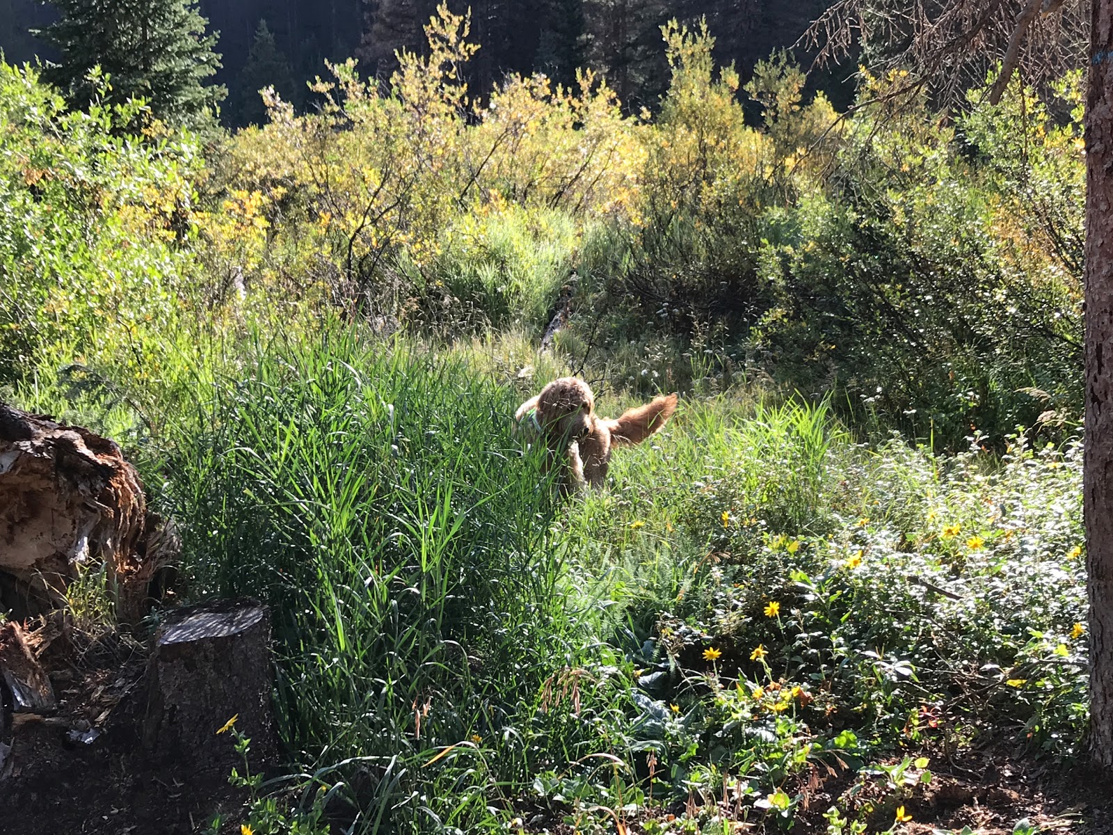 Monarch Park Campground