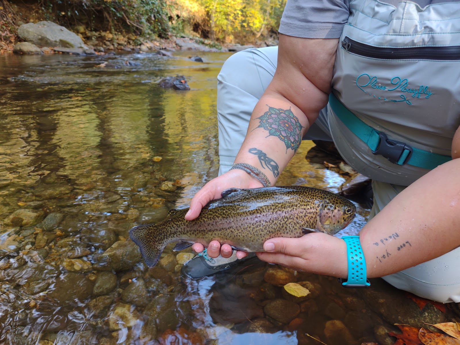 North Mills River Camping