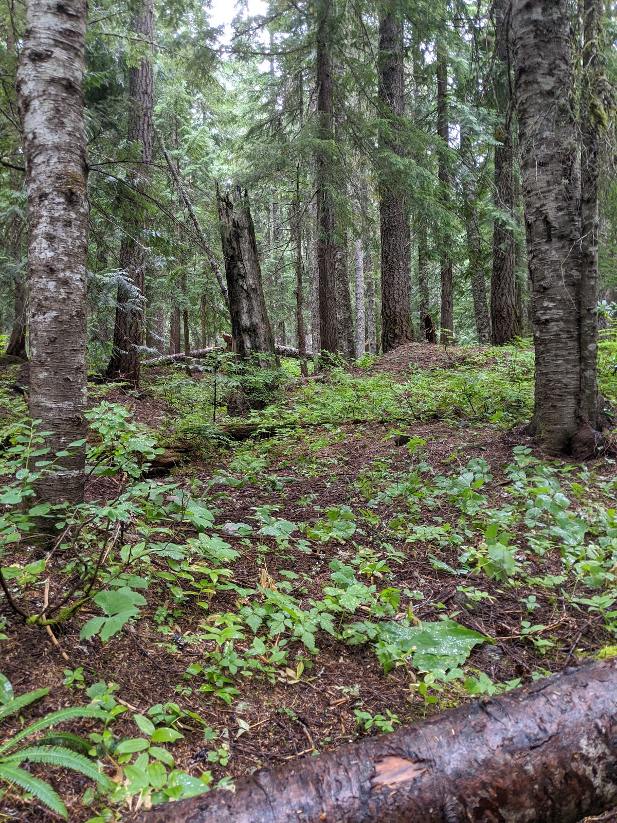 Still Creek Campground