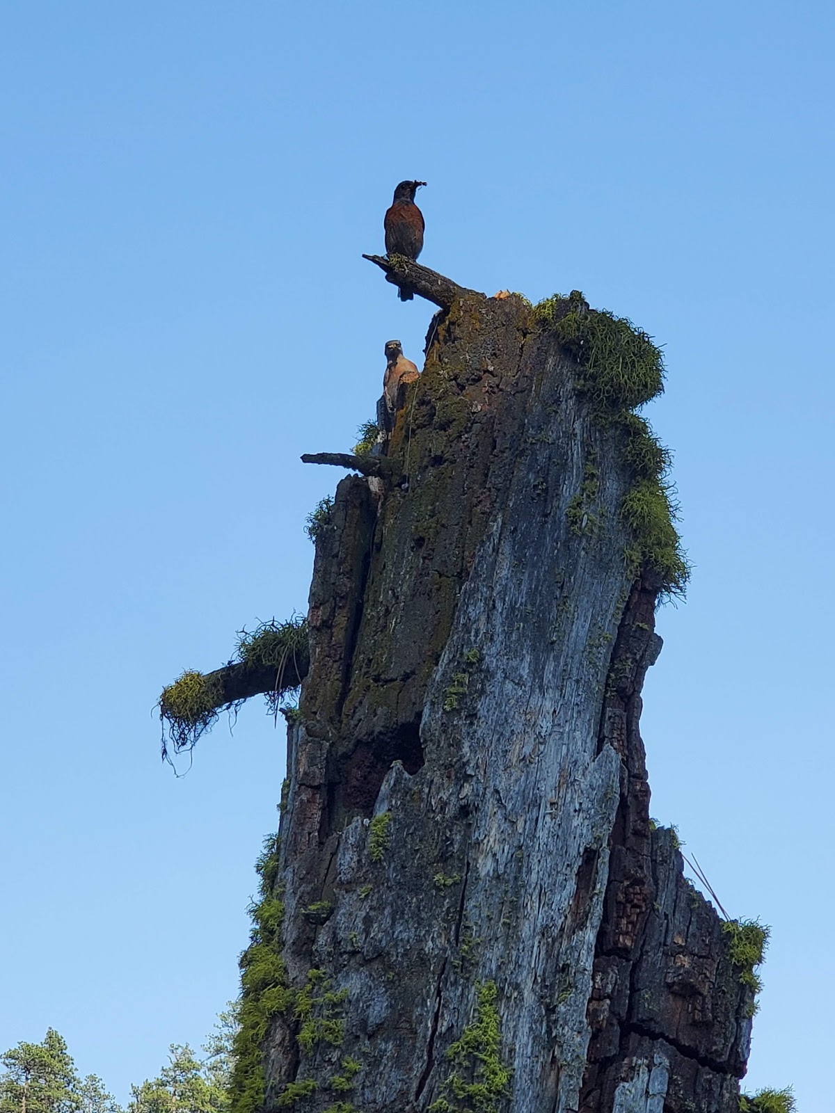 Magone Lake Campground