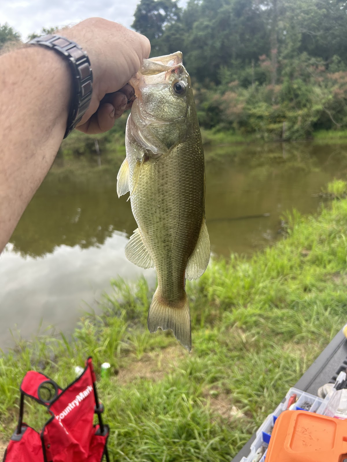 Higginson Henry Wildlife Mgmt Area