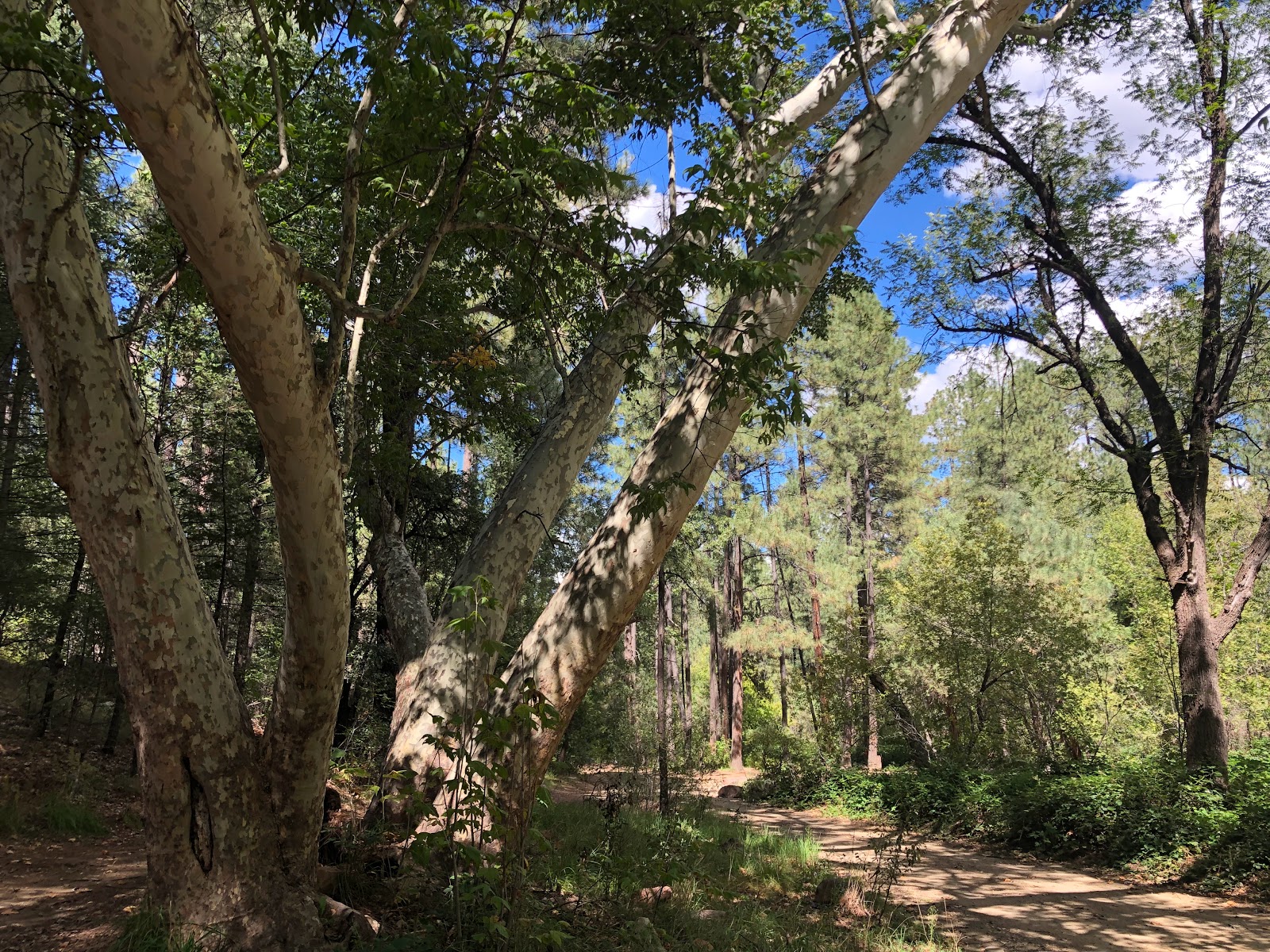 Rose Creek Campground