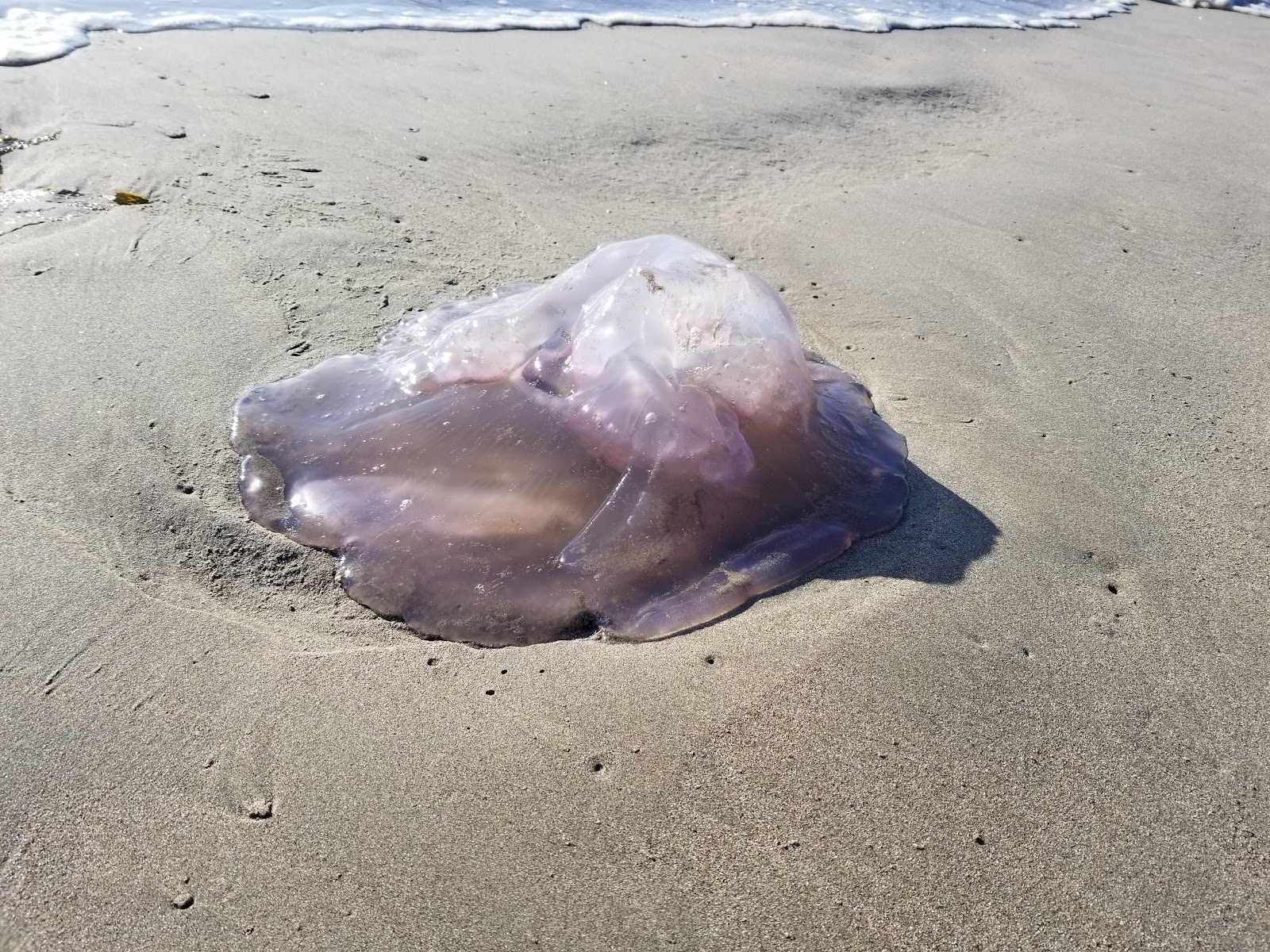 Morro Strand State Beach