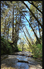 Prairie Creek Redwoods State Park