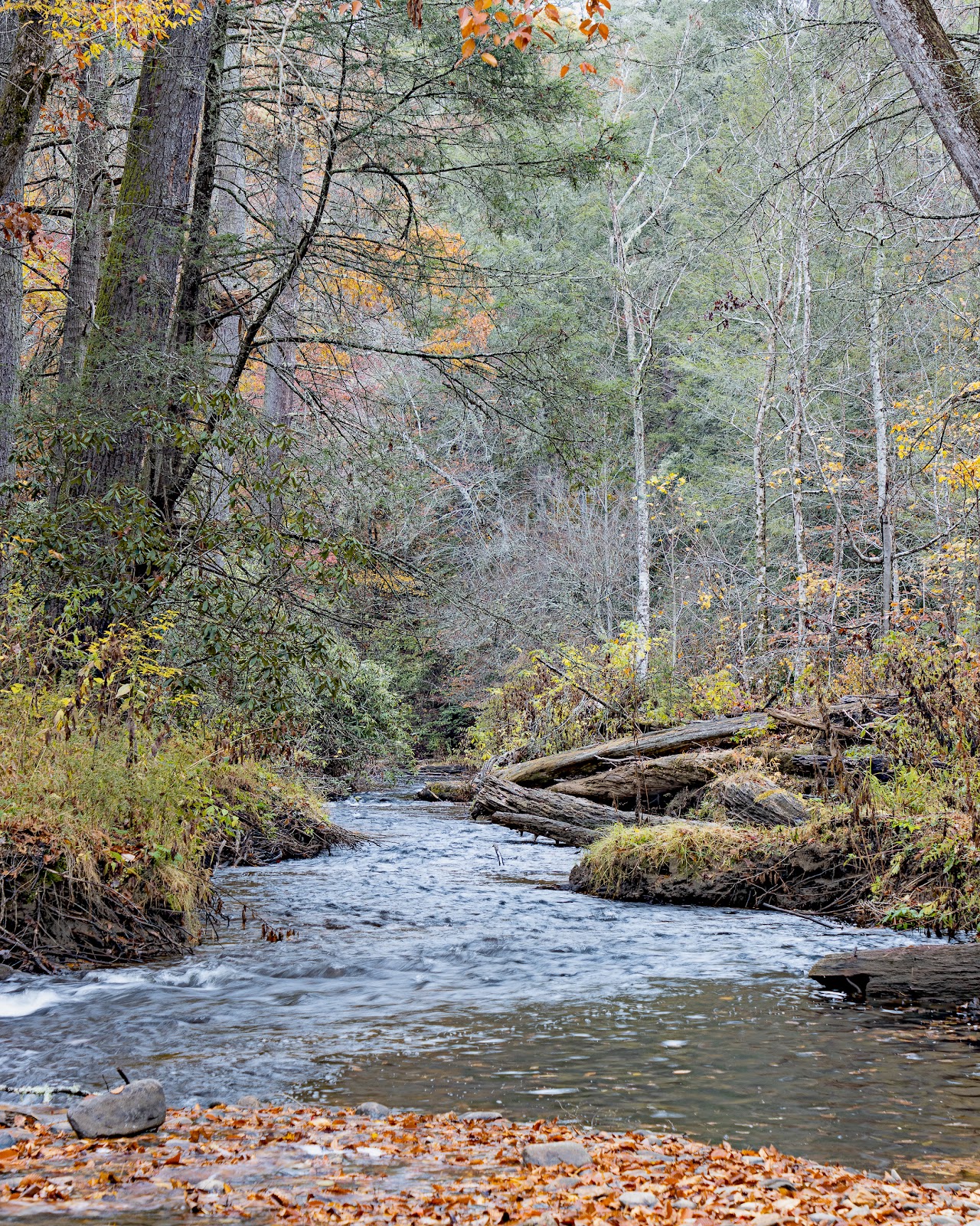 Cooper Creek NF Campground