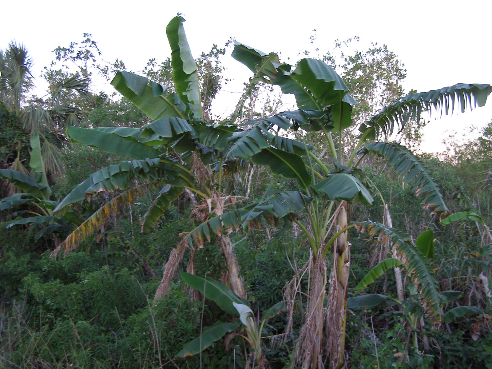 Backcountry Canepatch - Everglades National Park
