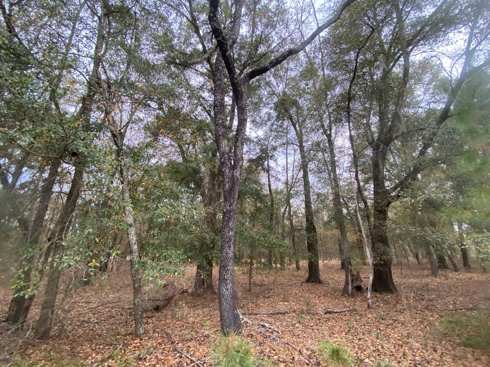 Hidden Forest RV Club