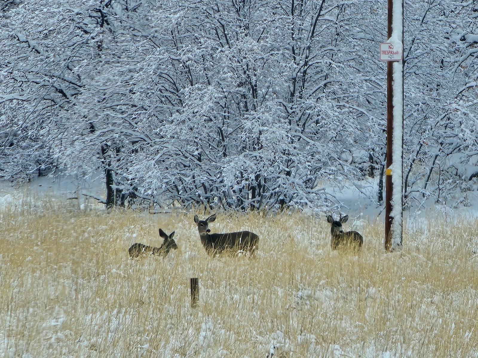 Middle canyon campground