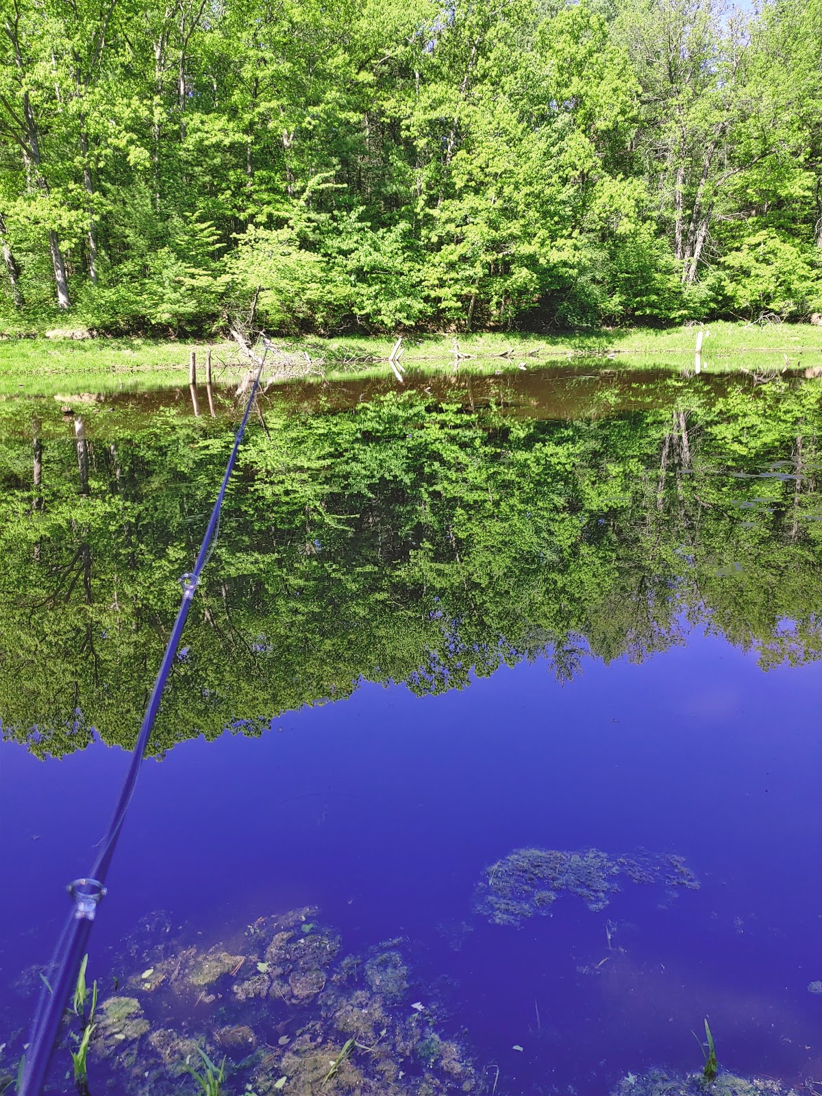 Black Creek SF Campground
