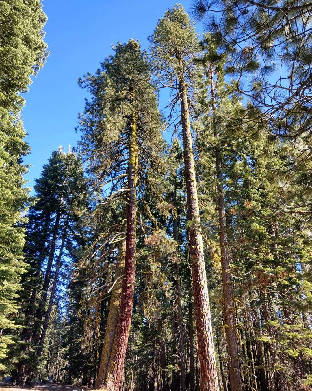 Warner Creek Campground