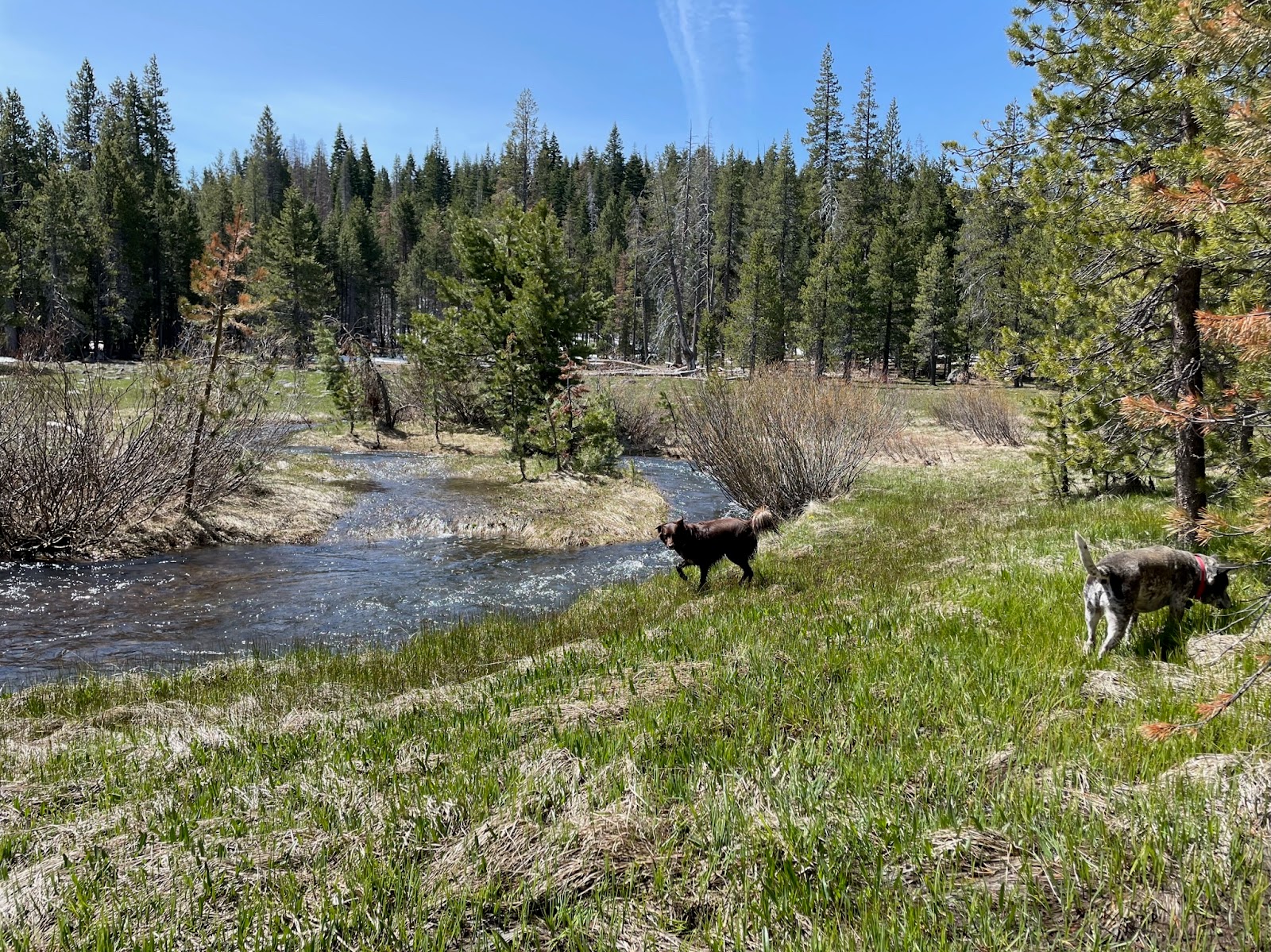 Sagehen Creek Campground