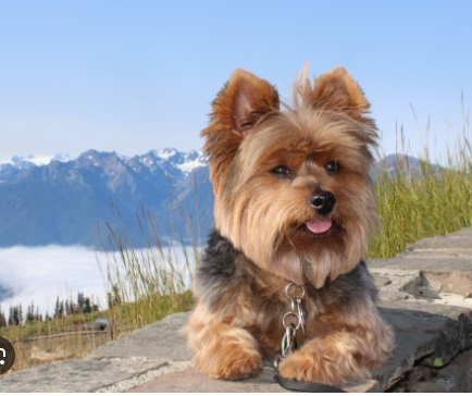 El Camino Mobile Home & RV Park