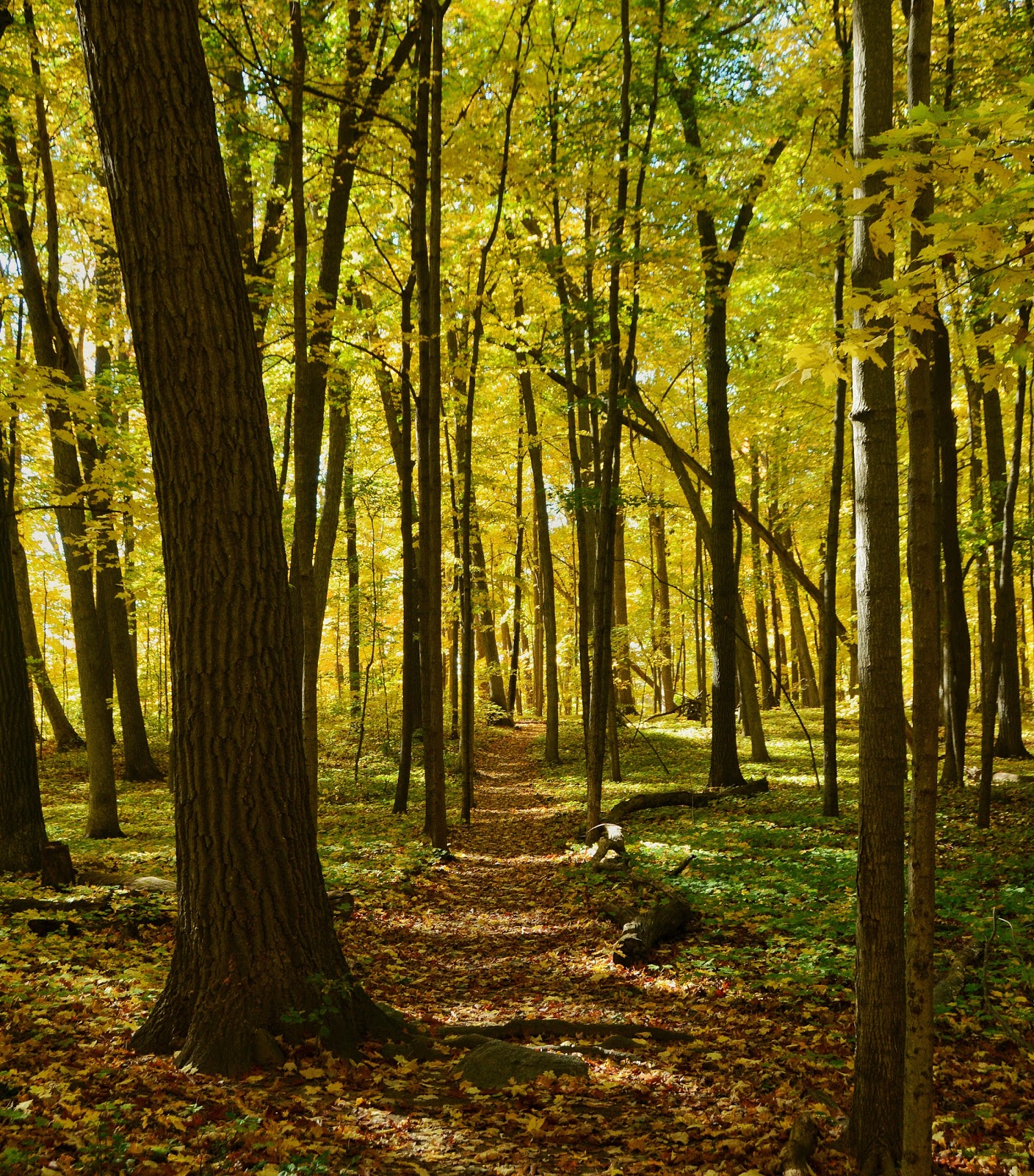 Big Eau Pleine Park Campground