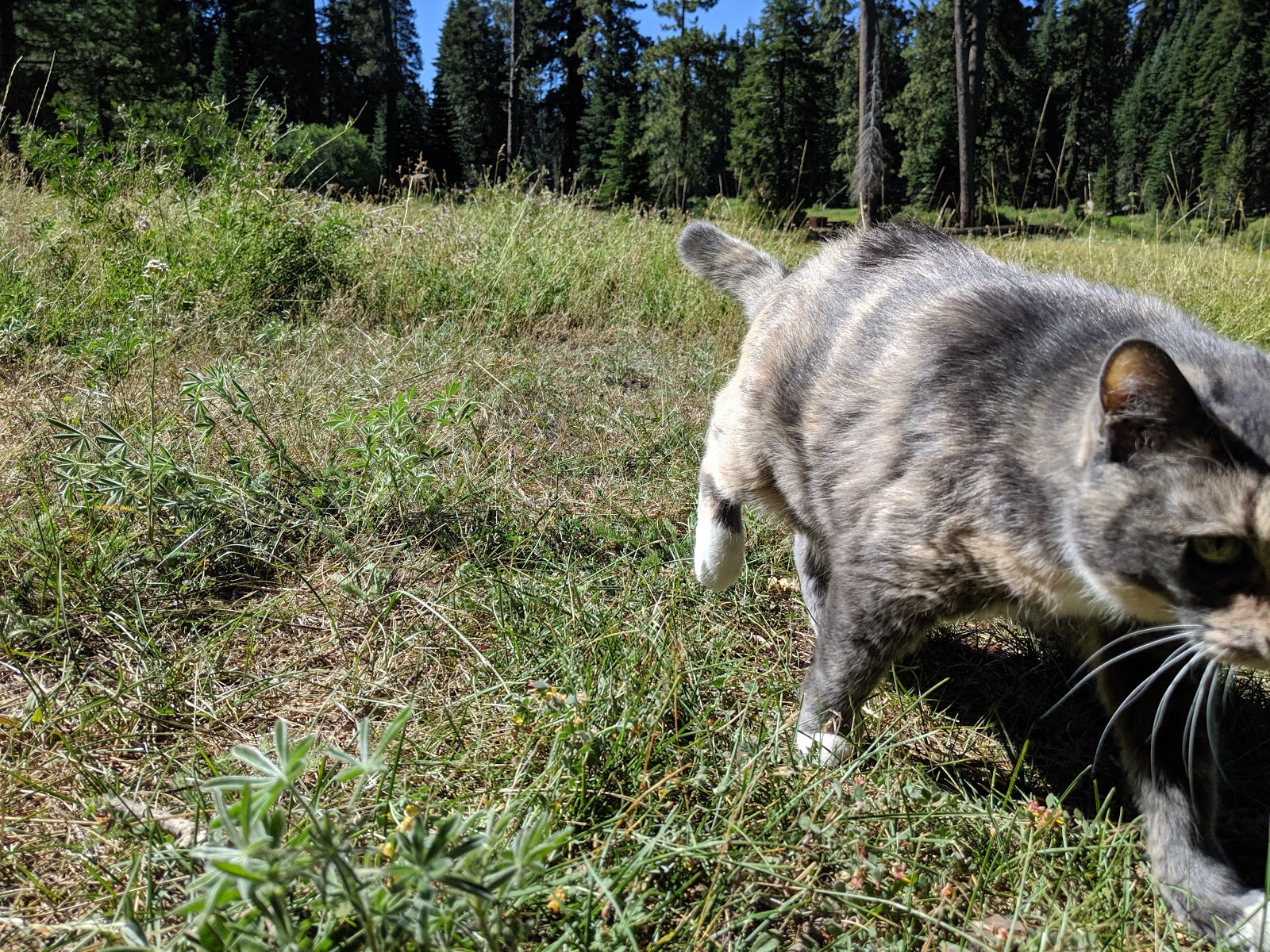 Quaking Aspen Campground