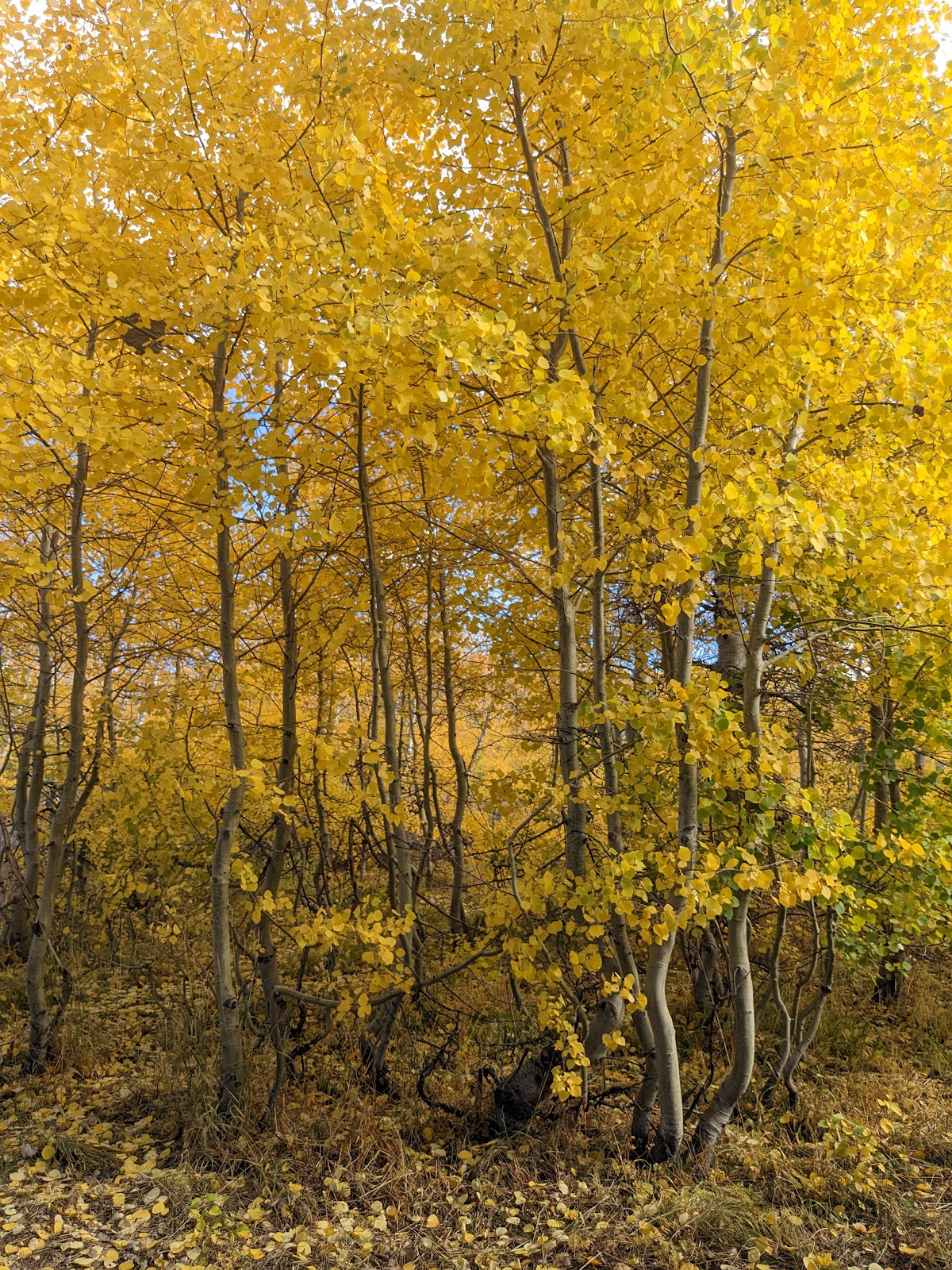 Jackman Park Campground