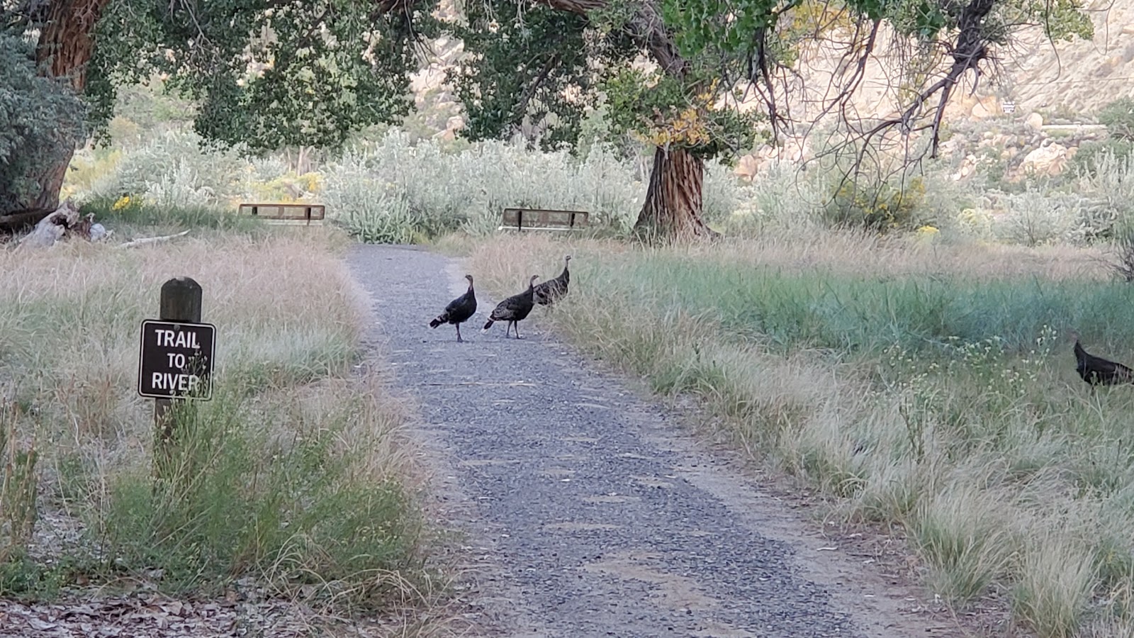 Cottonwood - Navajo Lake State Park
