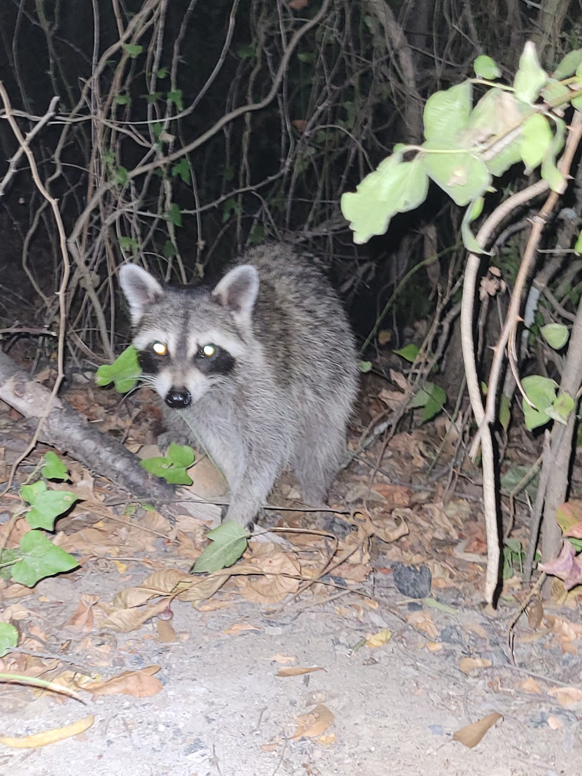 Bright Star - South Sulphur - Cooper Lake State Park