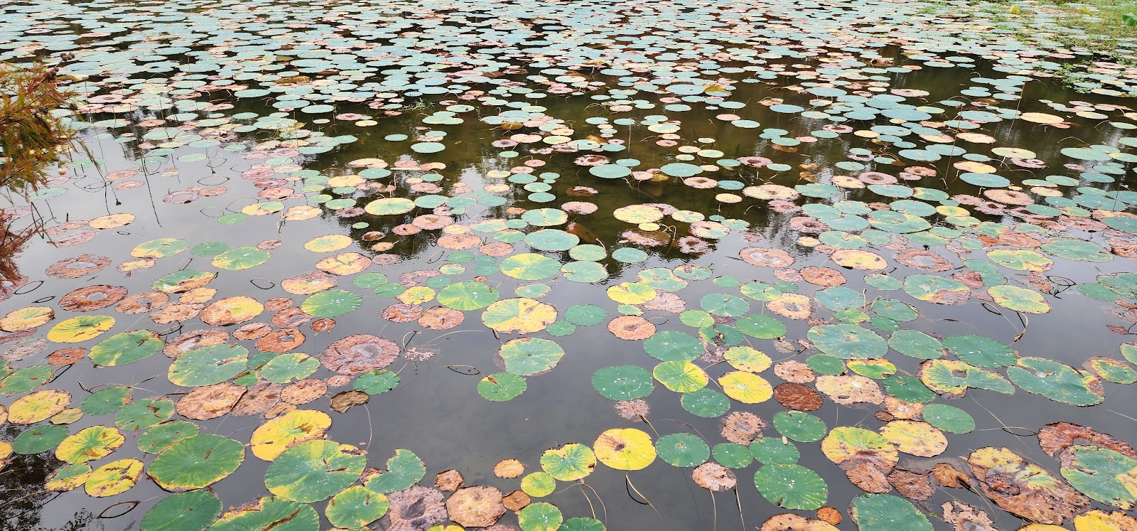 East Bank Shelter (GA)