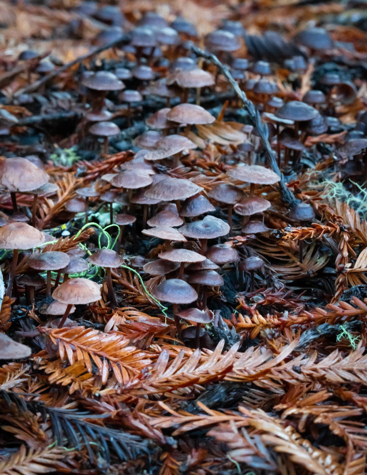 Memorial Park - Azalea Flat and Sequoia Flat Campground