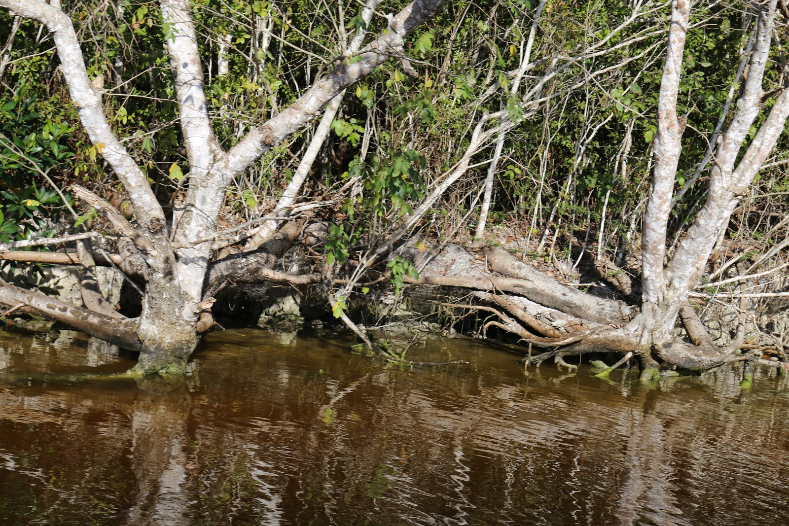 The Everglades, Flamingo Campground