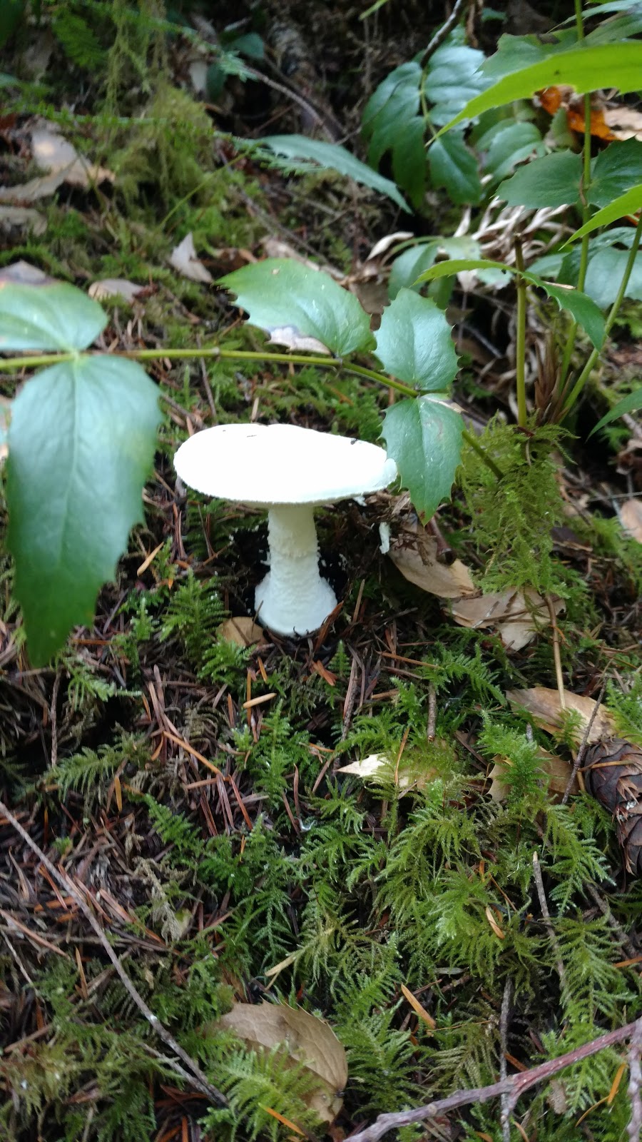 Hamma Hamma Campground