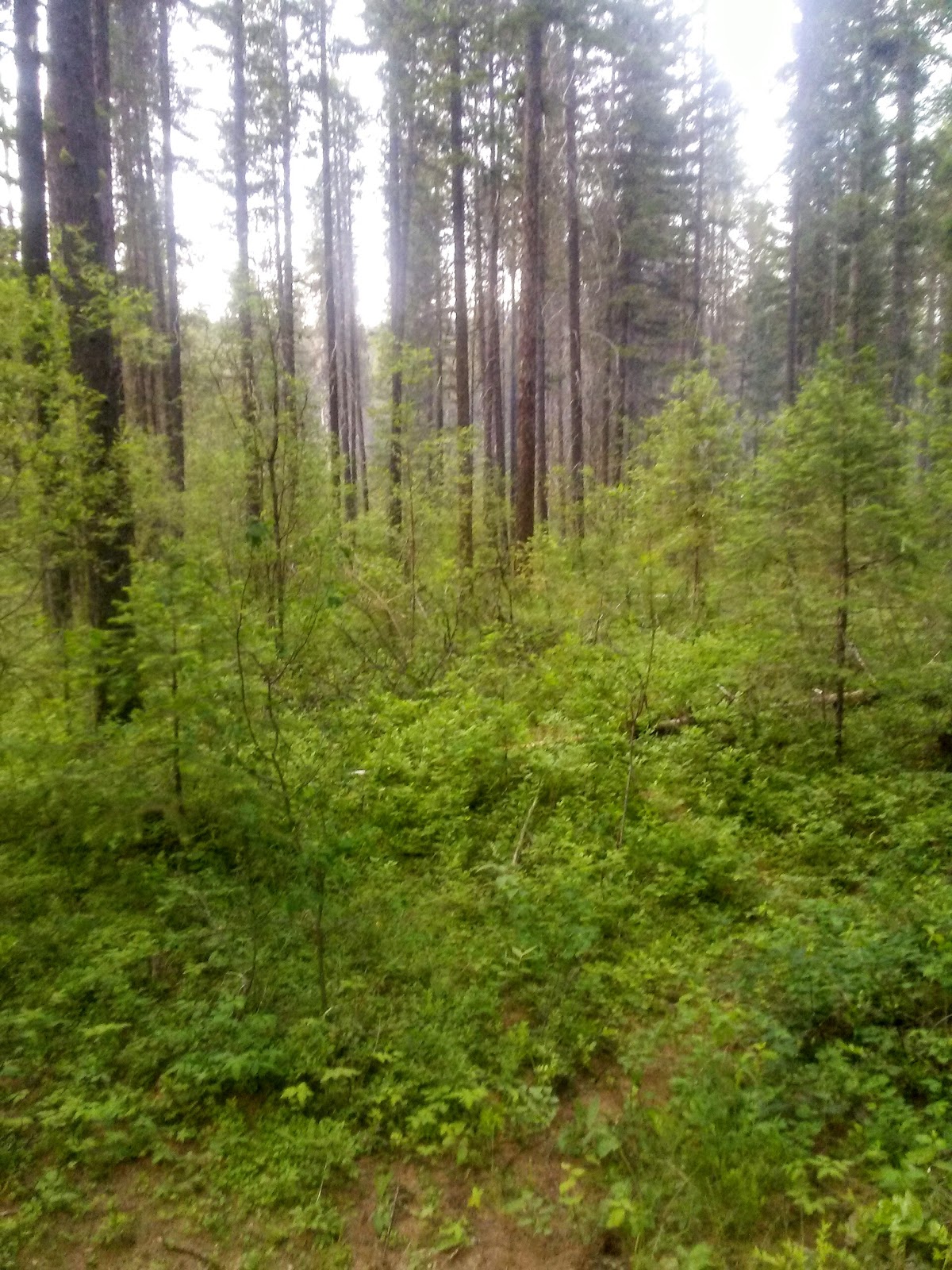 Canyon Creek Campground