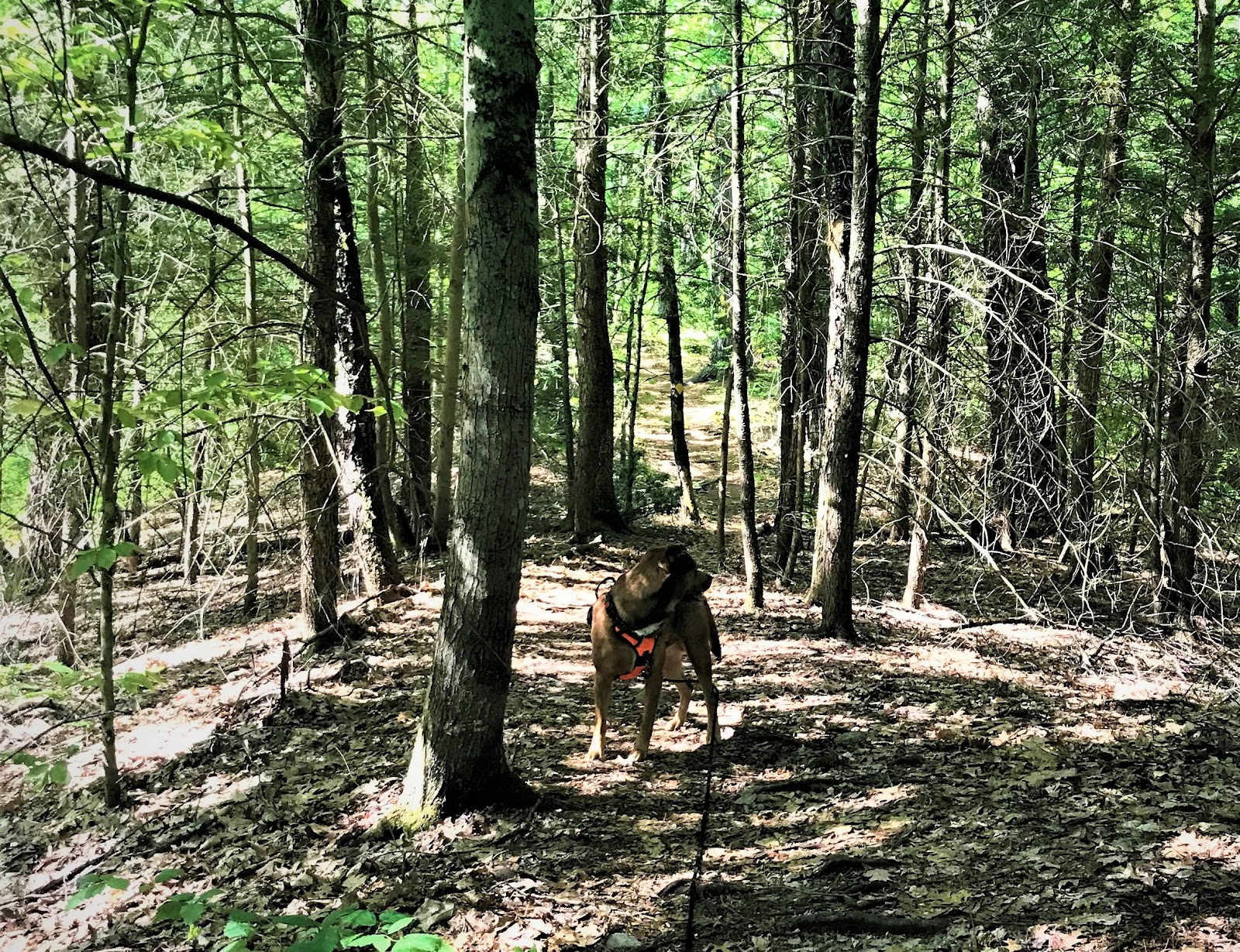 Pearl Hill State Park