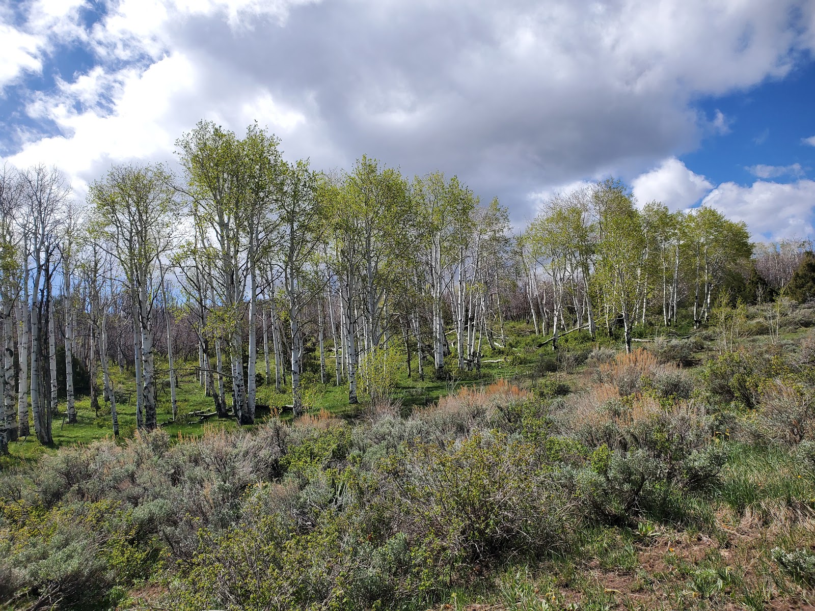 Mud Springs Campground