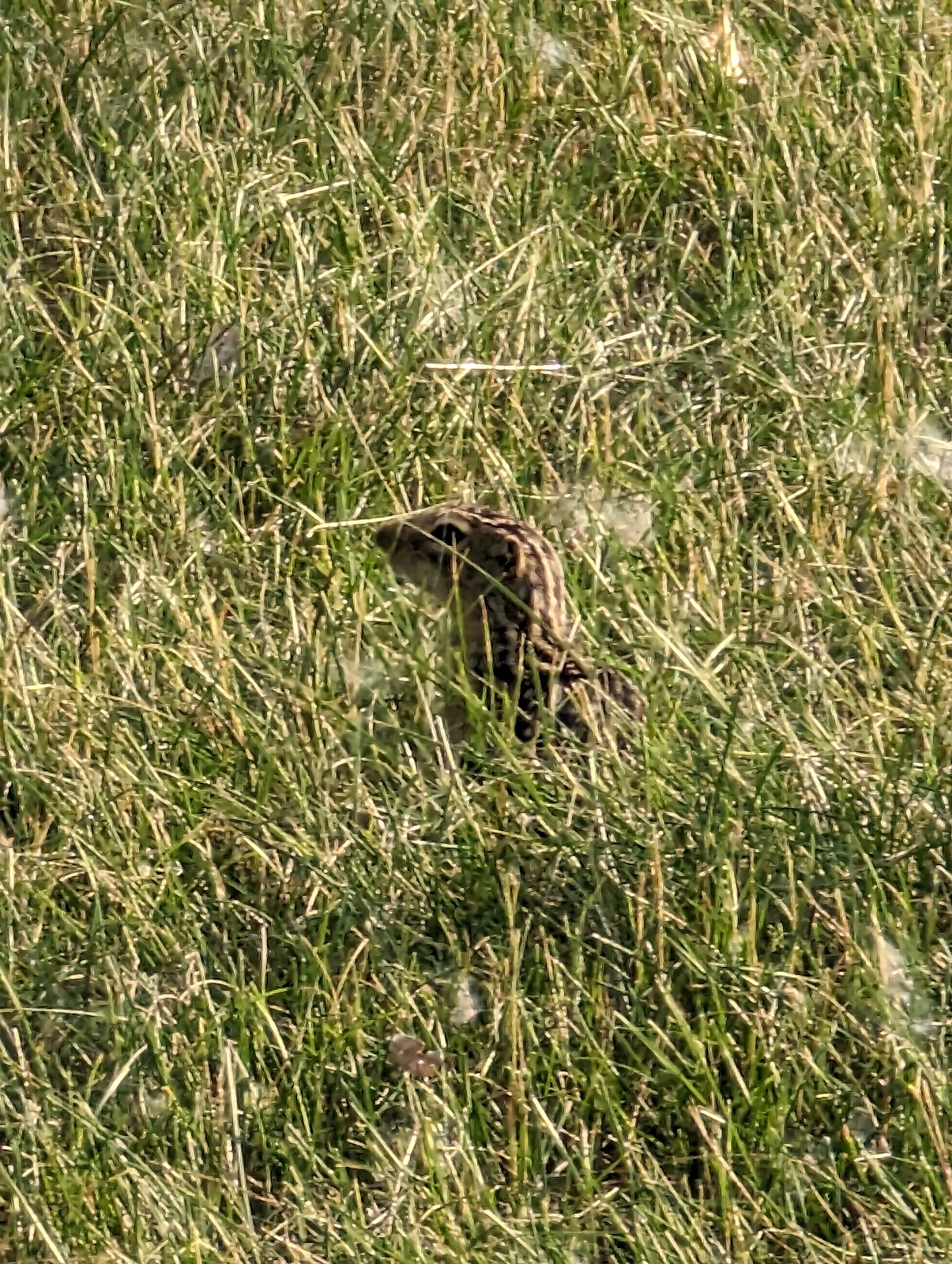 Pomme De Terre Campground