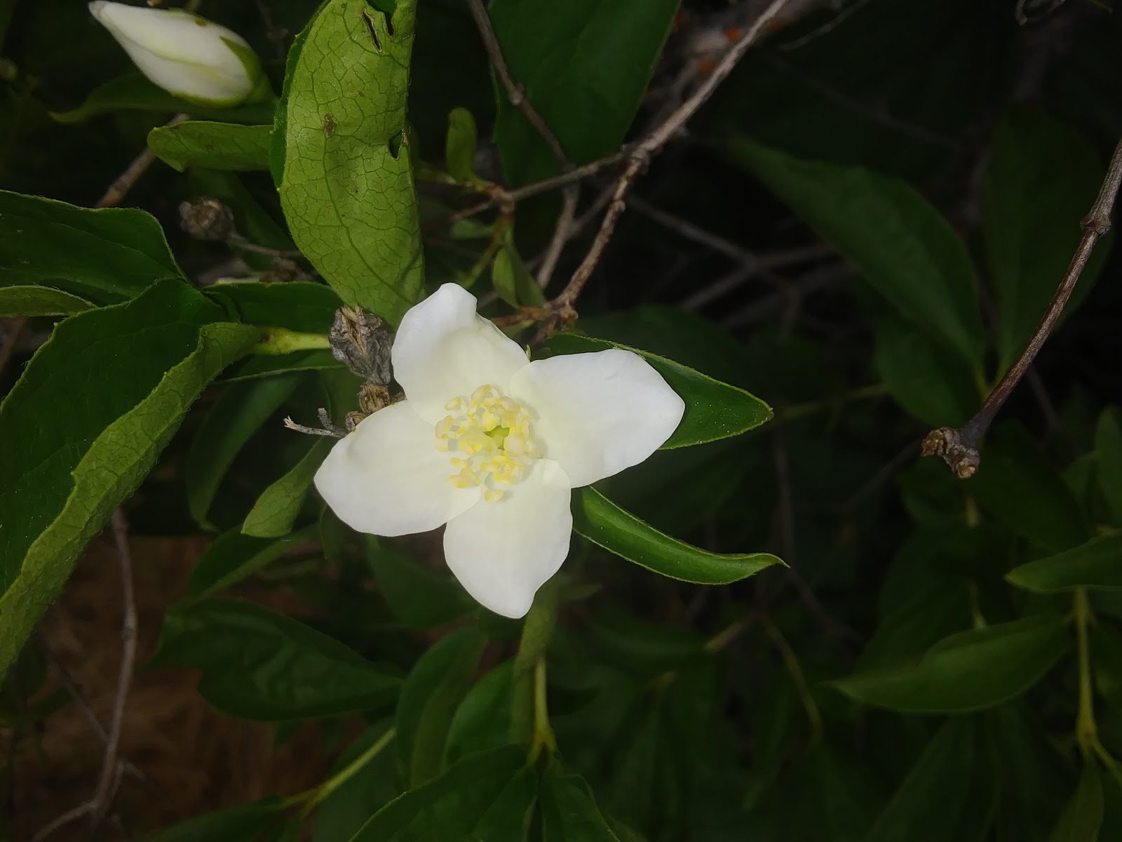 Skimmerhorn Campground