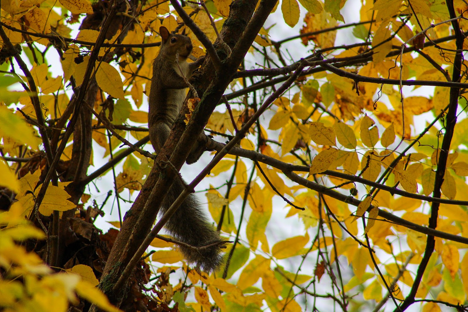 Hickory Hills Campground