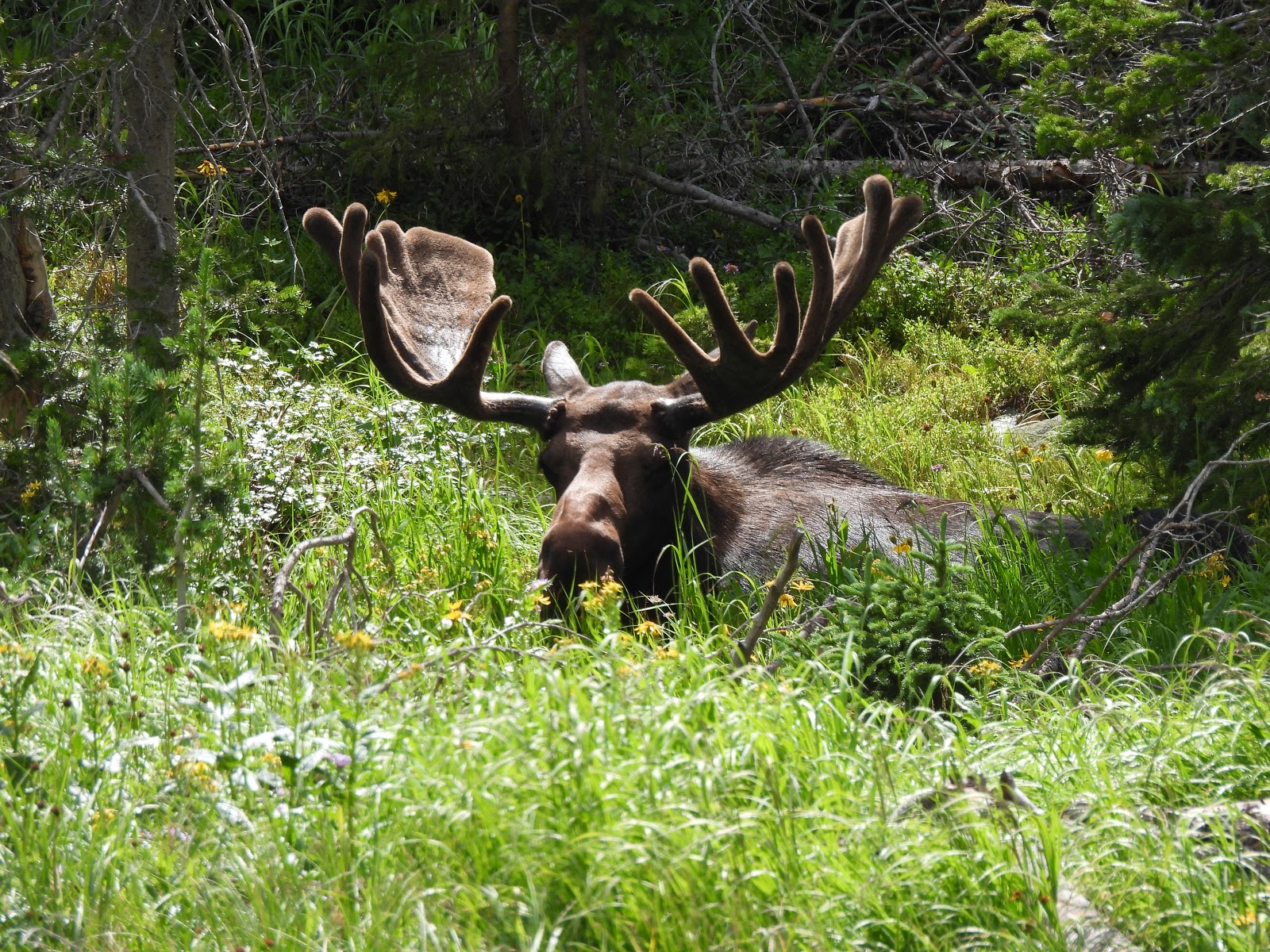 Long Draw Campground