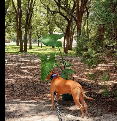 Devencrest Travel Park