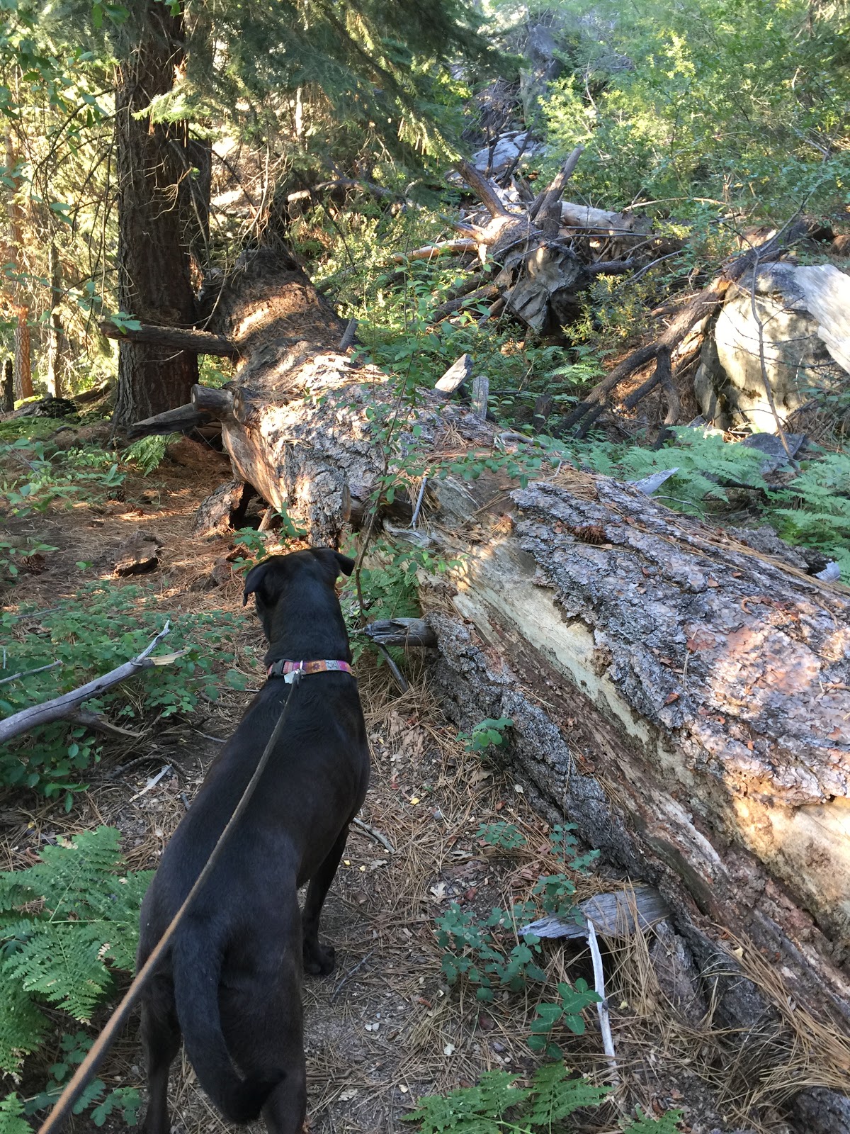 Ward Lake Campground
