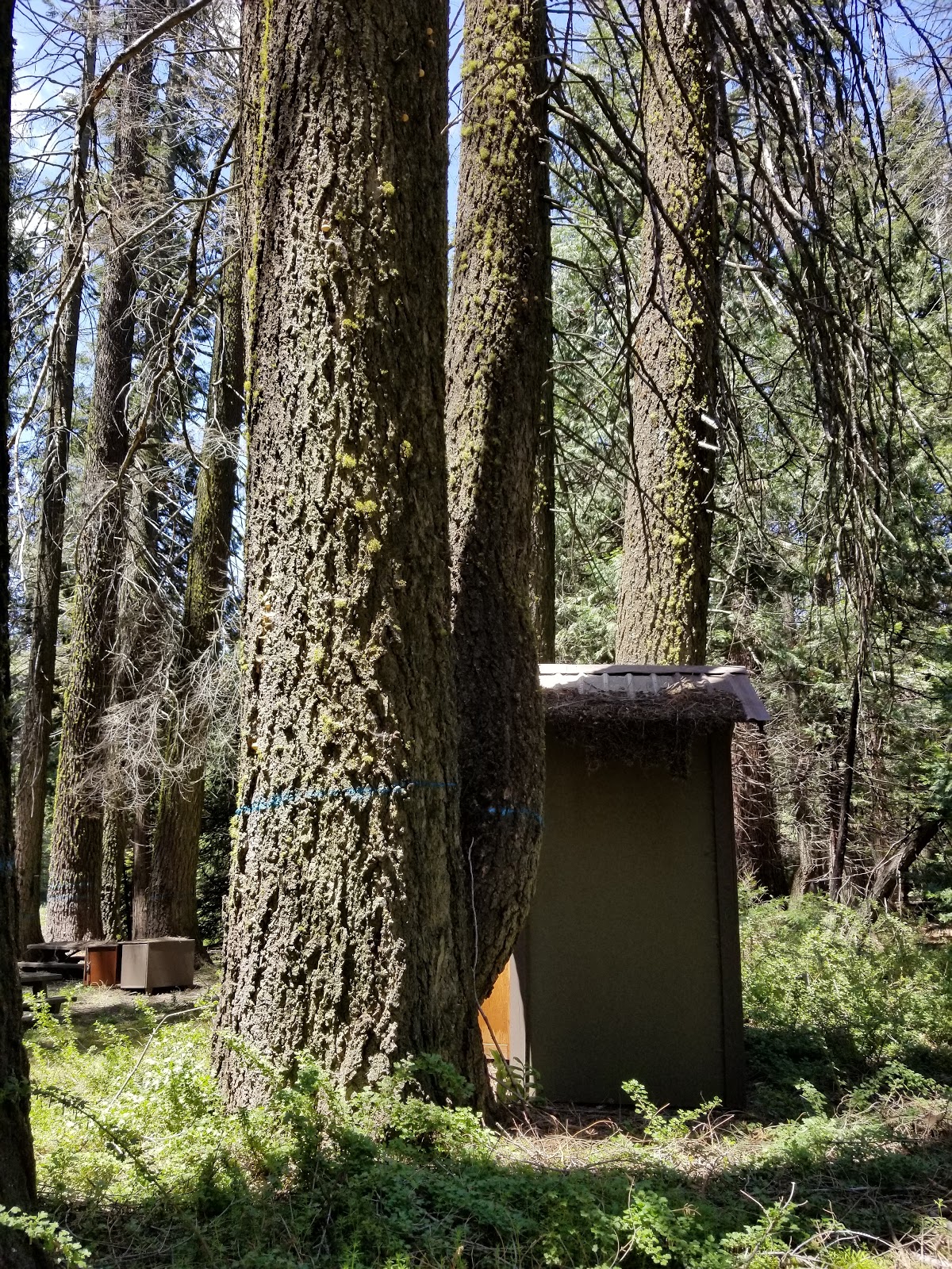 Swanson Meadow Campground