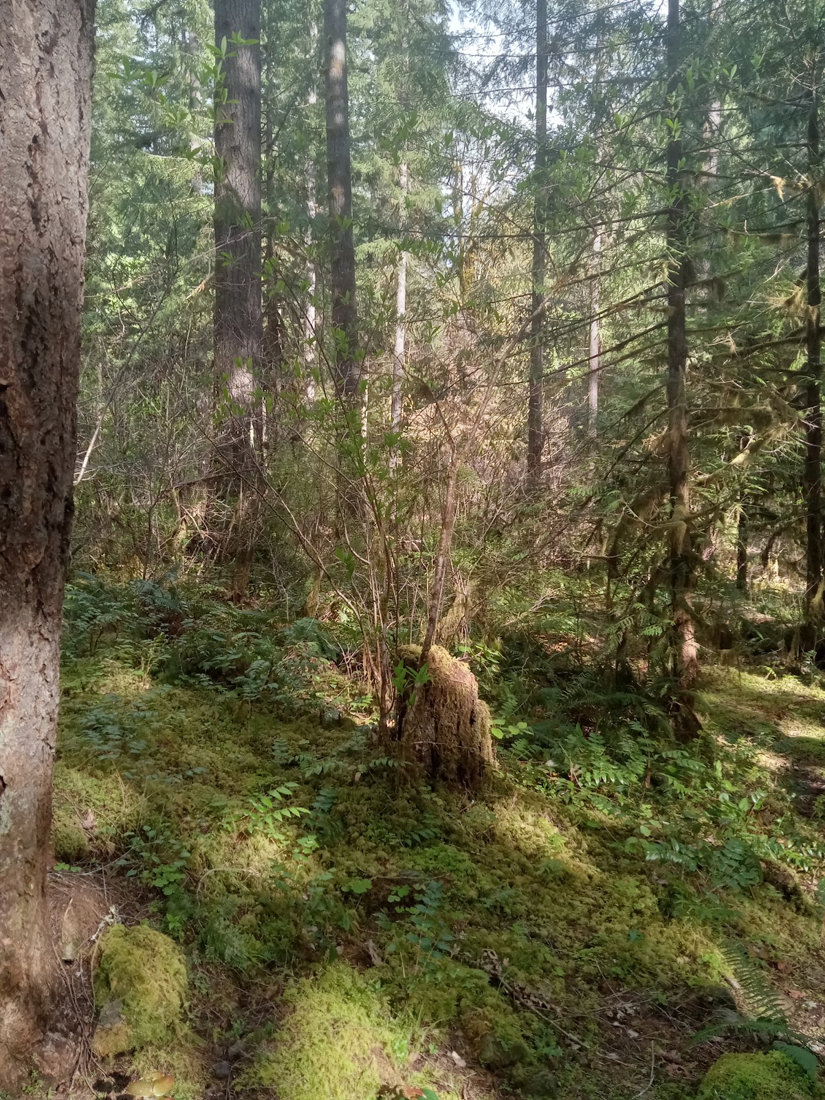 Mineral Camp Campground