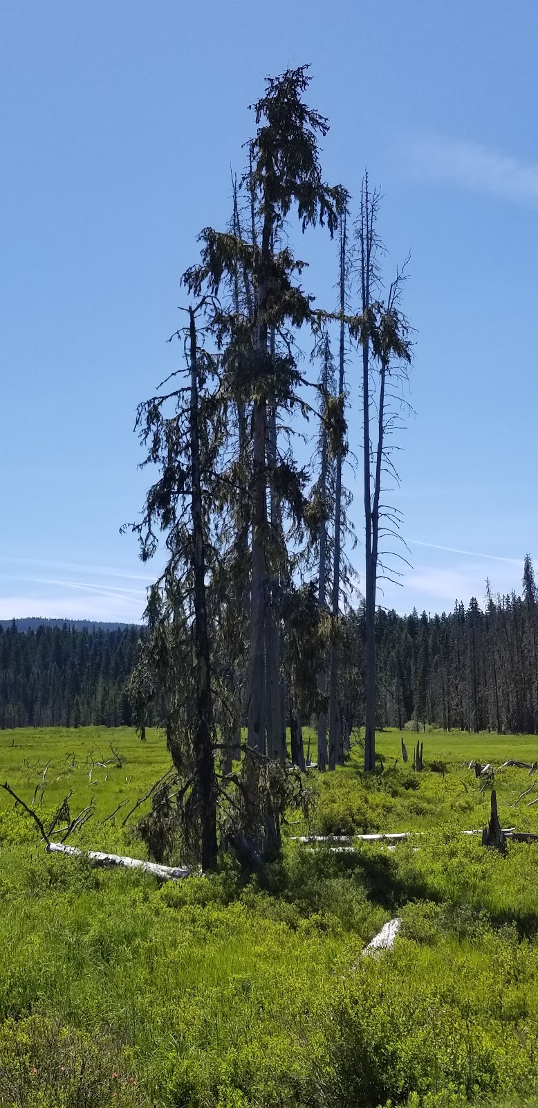 Clackamas Lake Campground
