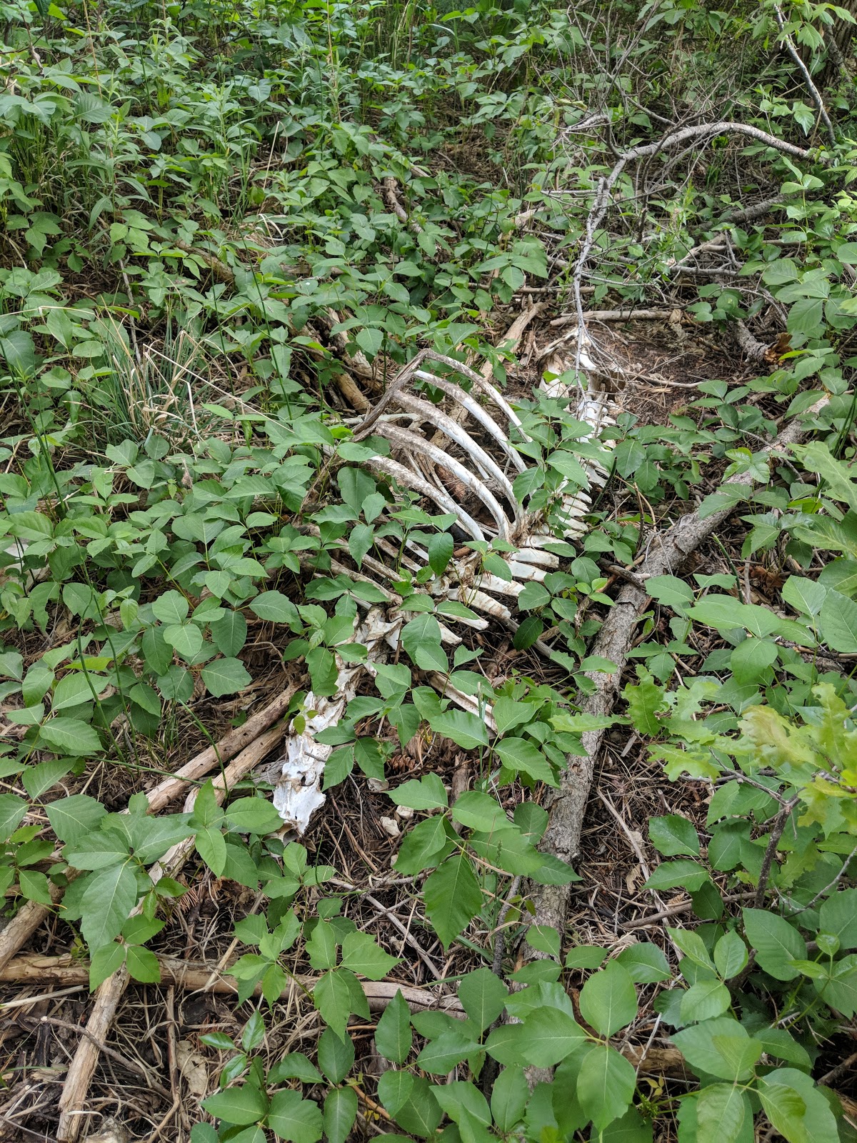 Lower Piedra Campground