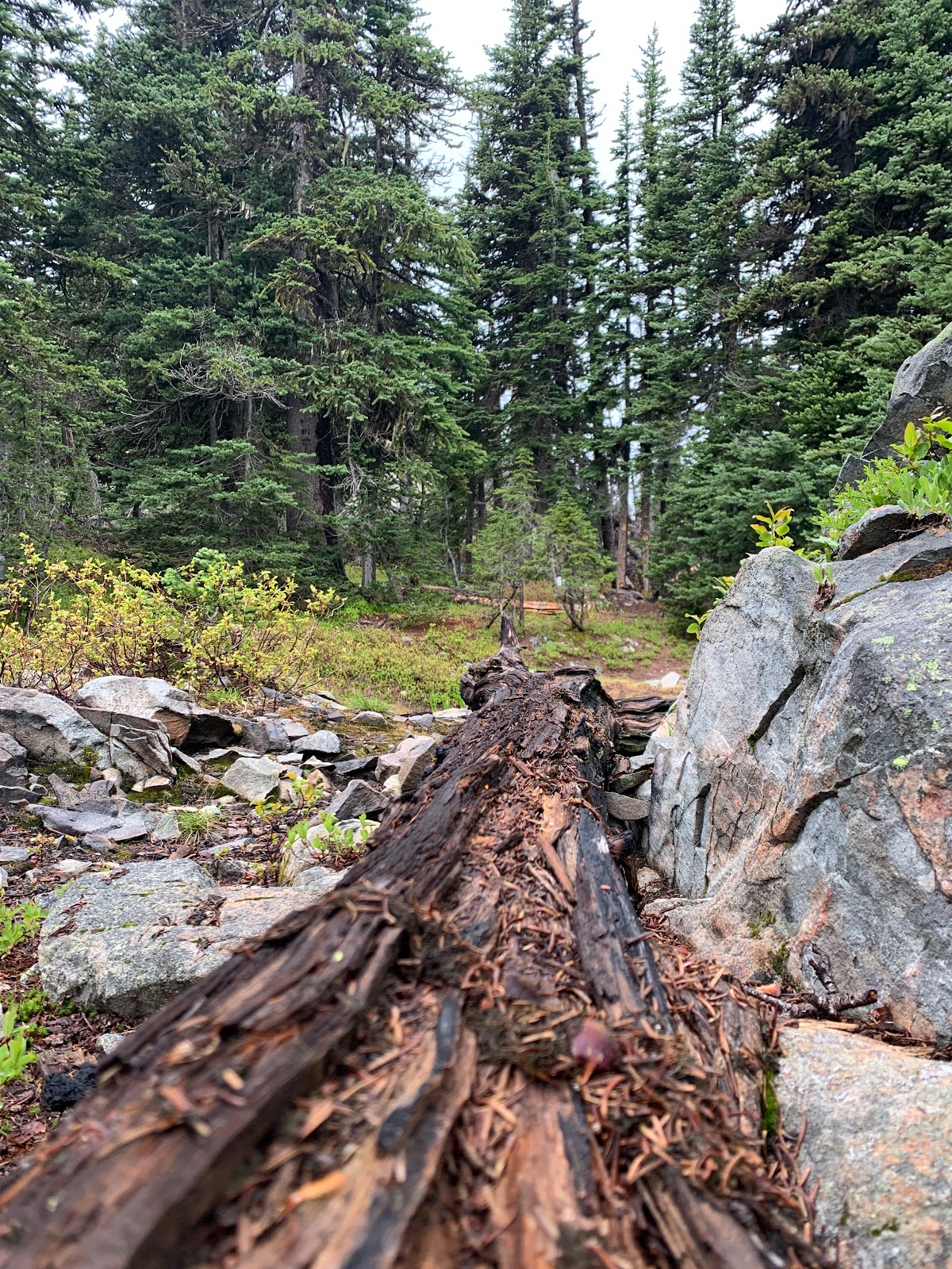 Harts Pass Campground