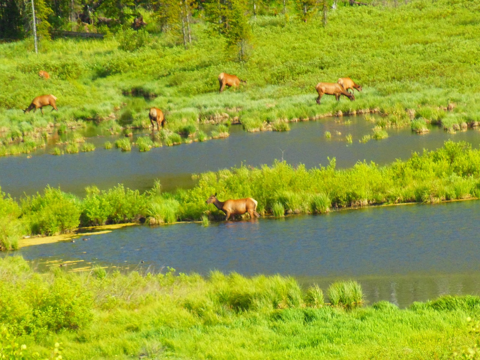 Himes Peak Campground