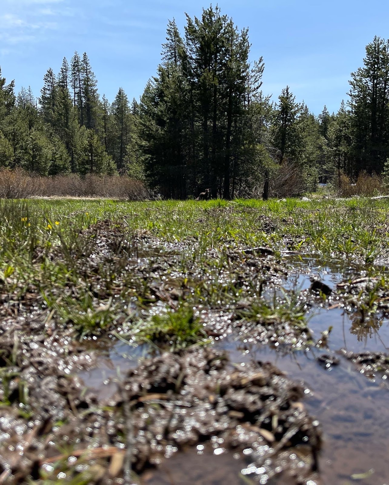 Sagehen Creek Campground