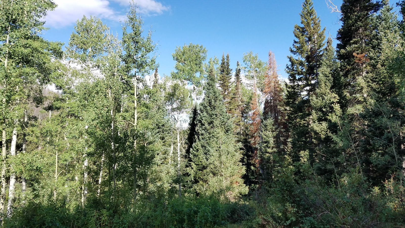 Oowah Lake Campground